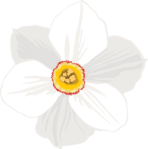 Daffodil Clipart Transparent Background , Png Download, Png Download PNG image with transparent background