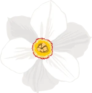 White Daffodil Illustration PNG Image