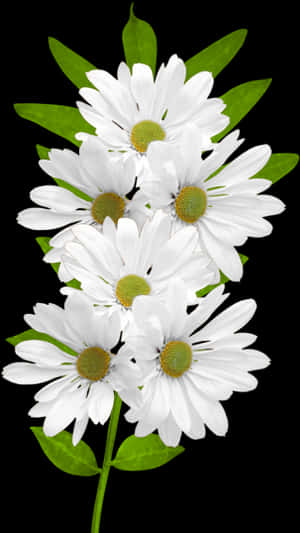 White Daisies Black Background PNG image with transparent background