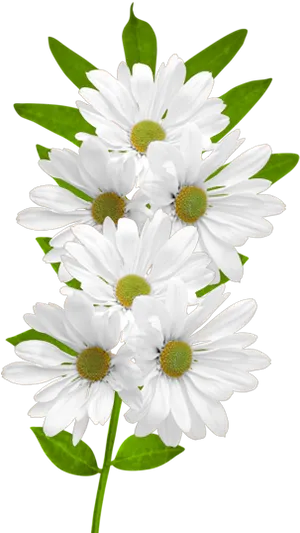 White Daisies Black Background PNG Image