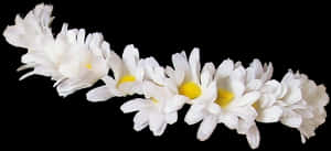 White Daisies Black Background PNG image with transparent background