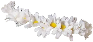 White Daisies Black Background PNG Image