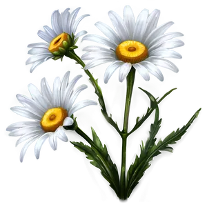 White Daisies Flowers Png 05242024 PNG Image