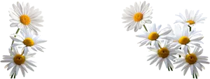 White Daisies Transparent Background PNG Image