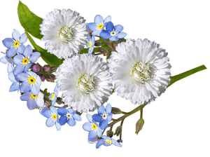 White Daisiesand Forget Me Nots PNG image with transparent background