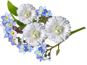 White Daisiesand Forget Me Nots PNG Image