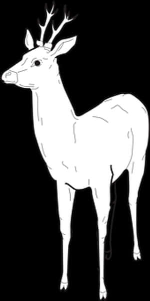 White Deer Illustration PNG image with transparent background