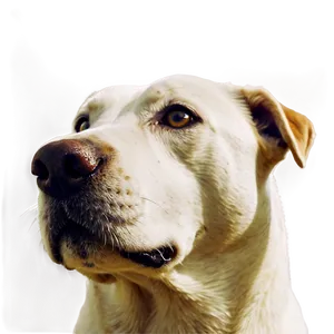 White Dog Nose Profile Png Dpm80 PNG Image