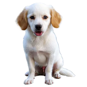 White Dog On Adventure Png 59 PNG Image