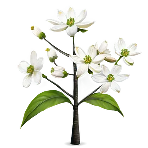 White Dogwood Tree Png 17 PNG Image