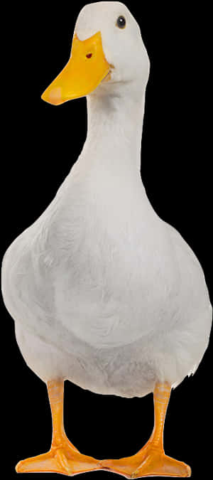 White Domestic Duck Portrait PNG image with transparent background