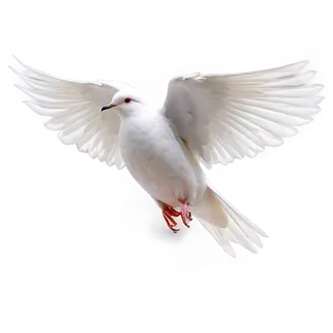 White Dove Clipart Png Koe PNG Image