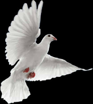 White Dove In Flight Black Background PNG image with transparent background