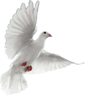 White Dove In Flight Black Background PNG Image