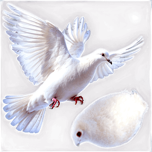 White Dove PNG 05042024 PNG image with transparent background