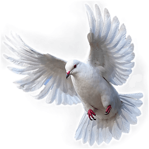 White Dove PNG 58 PNG image with transparent background