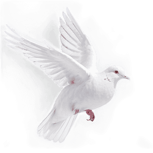 White Dove PNG sin PNG image with transparent background