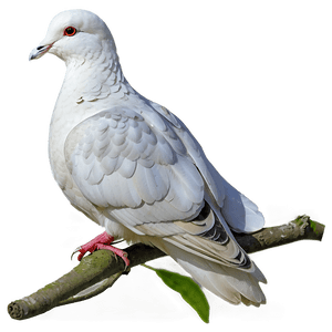 White Dove PNG uvd21 PNG image with transparent background