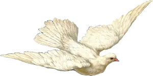 White Dovein Flight PNG Image