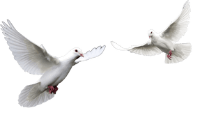 White Dovesin Flight PNG
