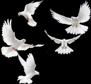 White Dovesin Flight PNG image with transparent background
