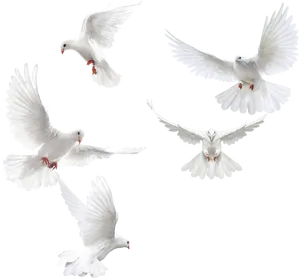 White Dovesin Flight PNG Image