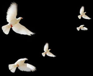 White Dovesin Flight PNG image with transparent background