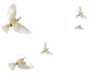 White Dovesin Flight PNG Image