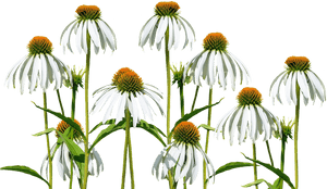 Transparent Wild Plants Png - Meadow Flowers Png, Png Download PNG with transparent background