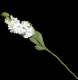 White Floral Sprigon Black Background PNG image with transparent background