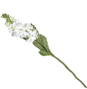 White Floral Sprigon Black Background PNG Image