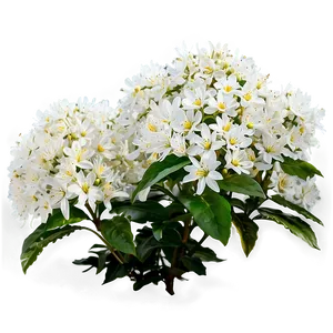 White Flower Bush Png Gam88 PNG Image