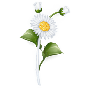 White Flower PNG 05242024 PNG image with transparent background