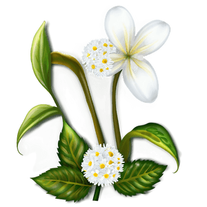 White Flower PNG 50 PNG image with transparent background
