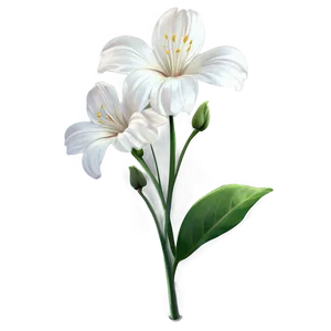 White Flower Png Sim42 PNG Image