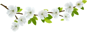 White Flowering Branch Black Background PNG Image