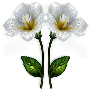 White Flowers Clipart Png 05242024 PNG Image