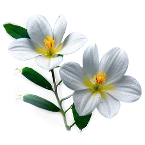 White Flowers In Soft Focus Png 92 PNG Image