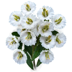 White Flowers In Soft Focus Png Pxn PNG Image