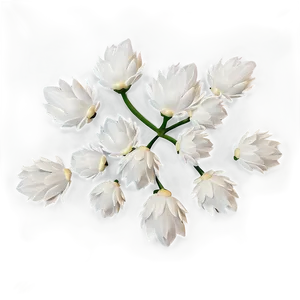 White Flowers Petals Png Ebo PNG Image