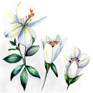 White Flowers Watercolor Png 24 PNG Image