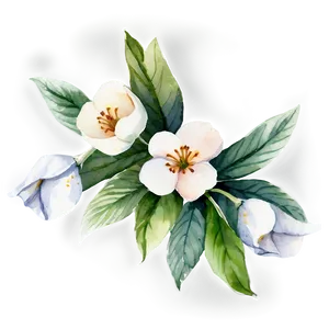 White Flowers Watercolor Png 87 PNG Image