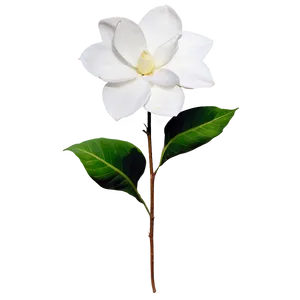 White Gardenias Flowers Png Bgd98 PNG Image