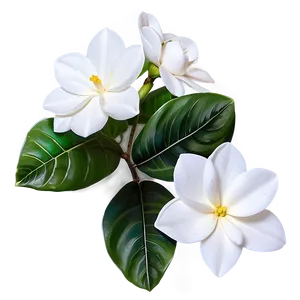 White Gardenias Flowers Png Phk PNG Image