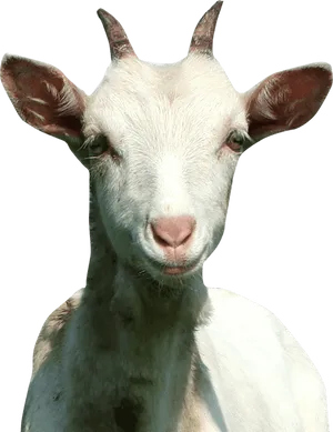 White Goat Portrait PNG Image