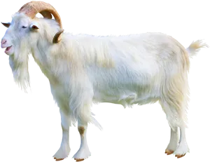 White Goat Profile Image PNG Image