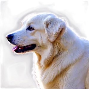 White Great Pyrenees Portrait Png Gnc PNG Image