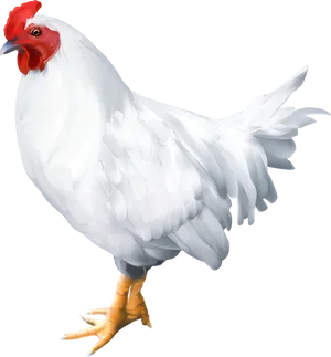 White Hen Illustration.png PNG Image