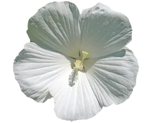 White Hibiscus Flower Transparent Background PNG Image