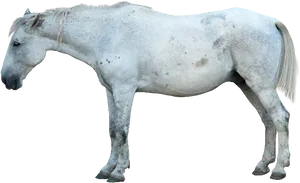 White Horse Profile Isolated PNG Image